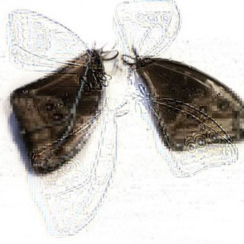 55-Justart Dulemba Szkło Witraże Rękodzieło Zwierzęta Fauna (54) Justart Dulemba Szklo Witraze Rekodzielo Zwierzeta Fauna